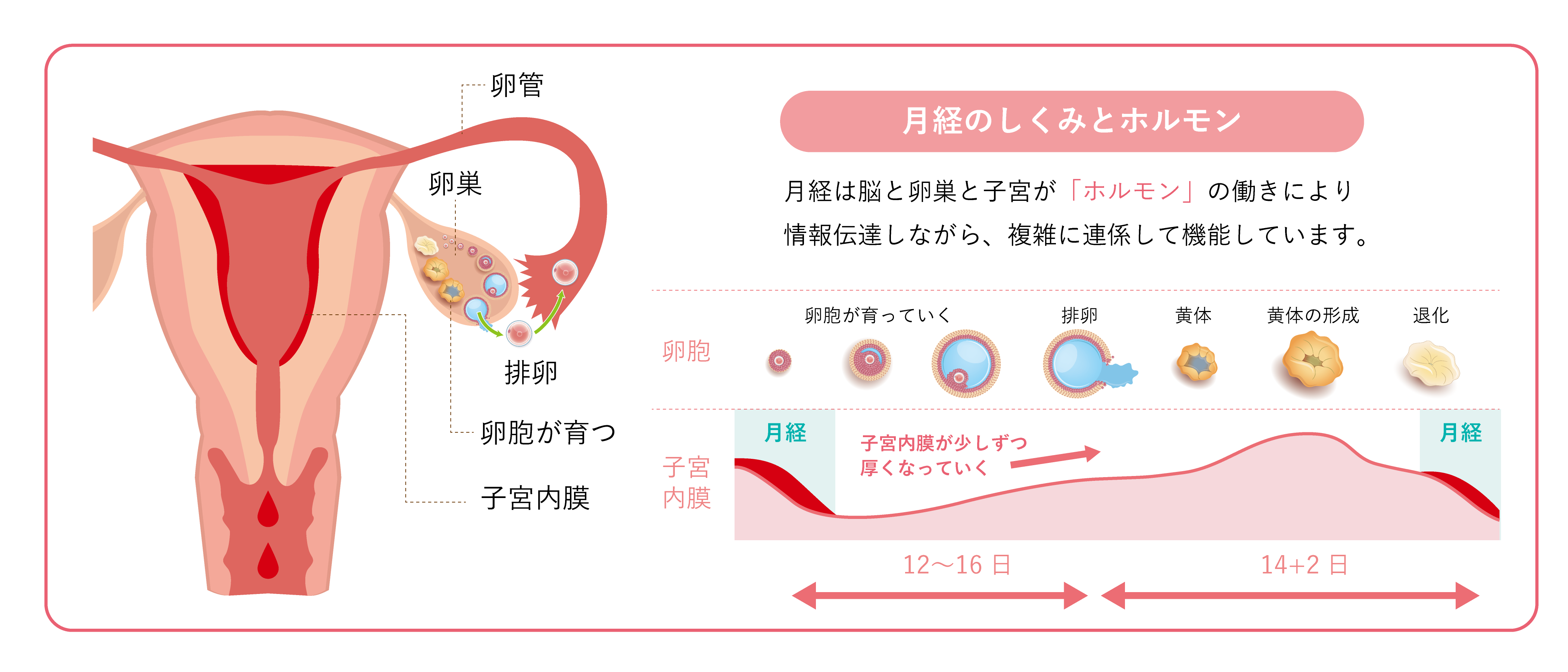 女性外来 診療内容：tawara Ivf Clinic：静岡市の不妊治療と全ての女性の健康を支える婦人科 俵ivfクリニック