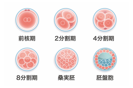  受精確認・培養